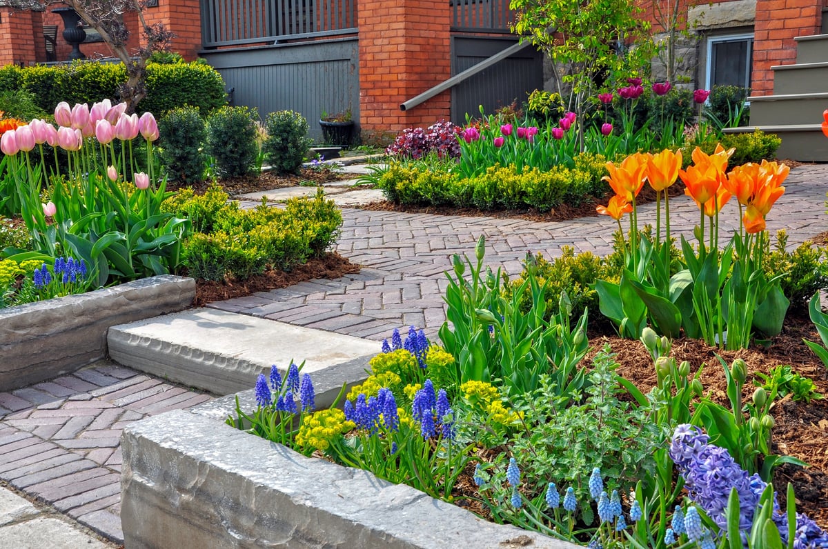 An urban front yard garden with a brick paver walkway, retaining wall and layered plantings