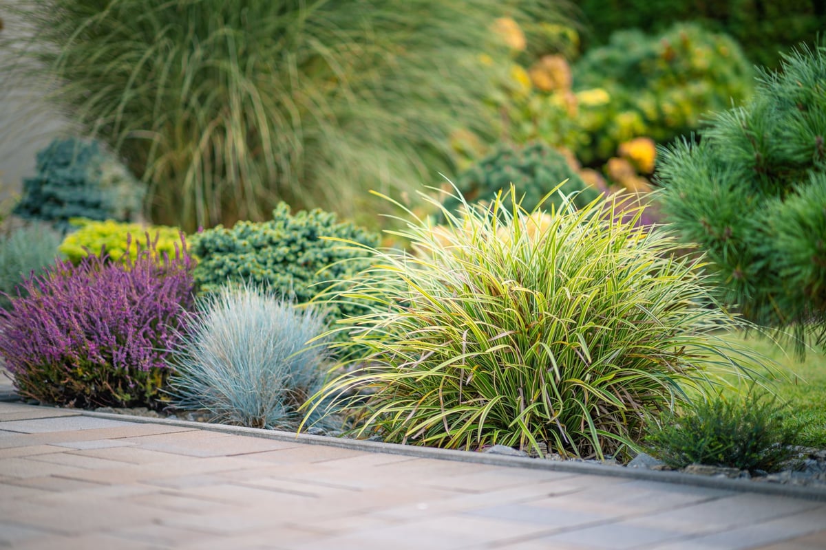 A garden bed full of vibrant pink and purple flowers