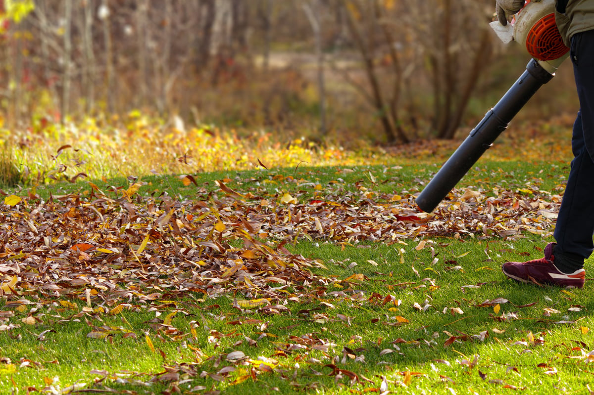 A man cleaning fallen autumn leaves from a green lawn with a leaf blower