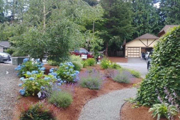 A front yard garden with blue hydrangeas, lavender plants and a mulch pathway leading to a garage